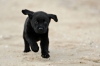 Black-Labrador-retrievers-puppies-available